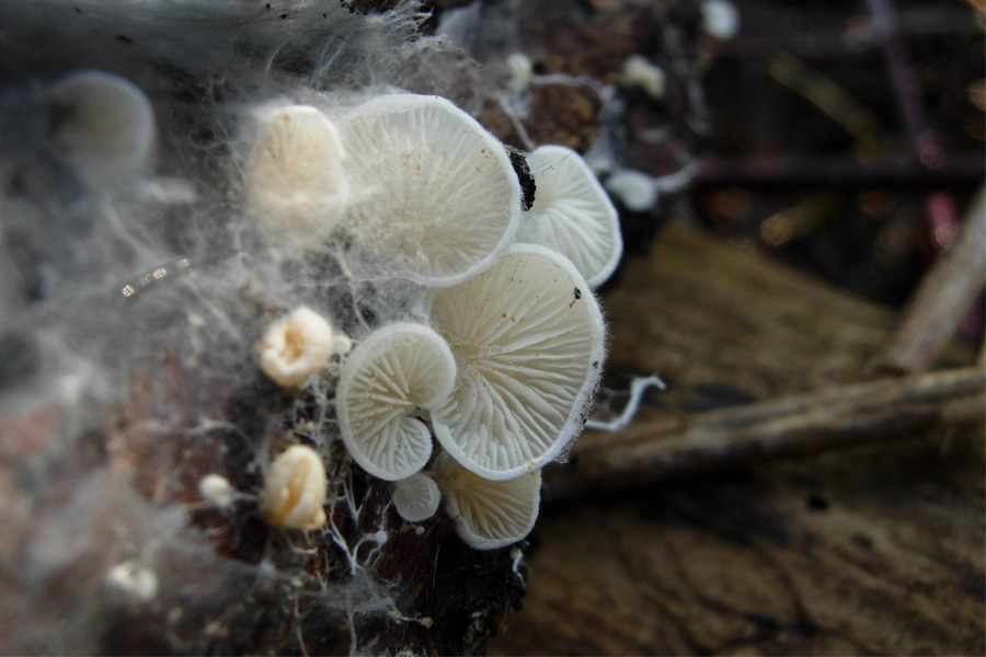 tanti funghi